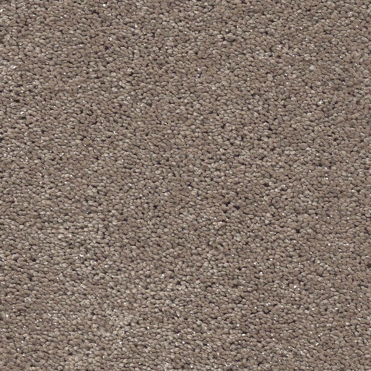 Centaurus 40 - Caramel Brown macro shot