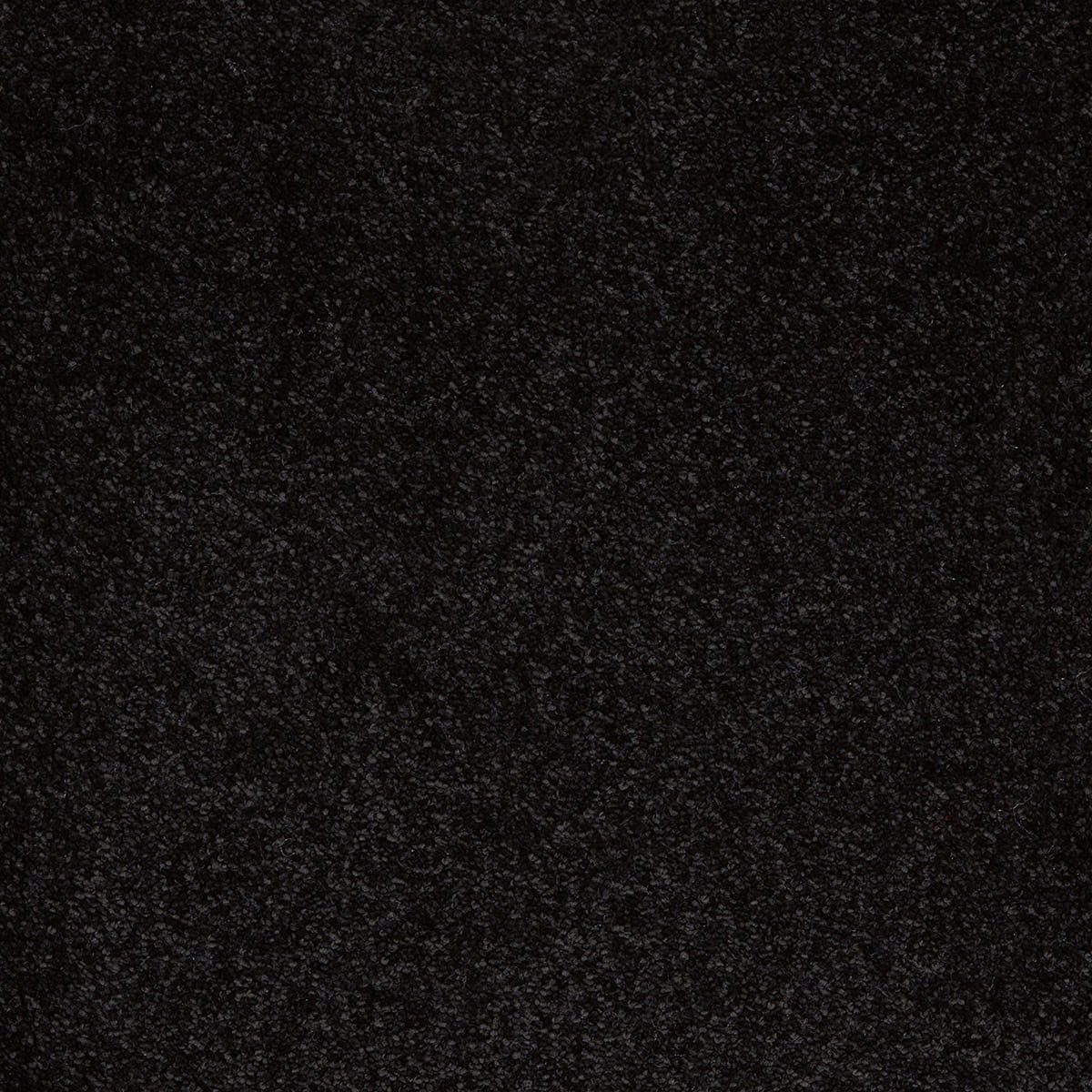 Aries 99 - Jack Black macro shot