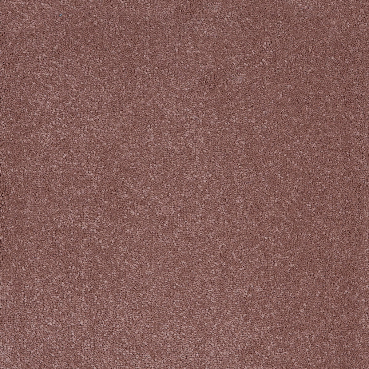 Taurus 86 - Blush macro shot