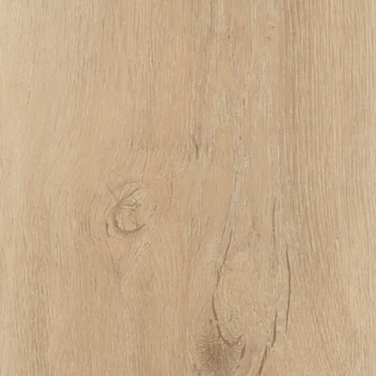 Majestic Oak - Playa macro shot