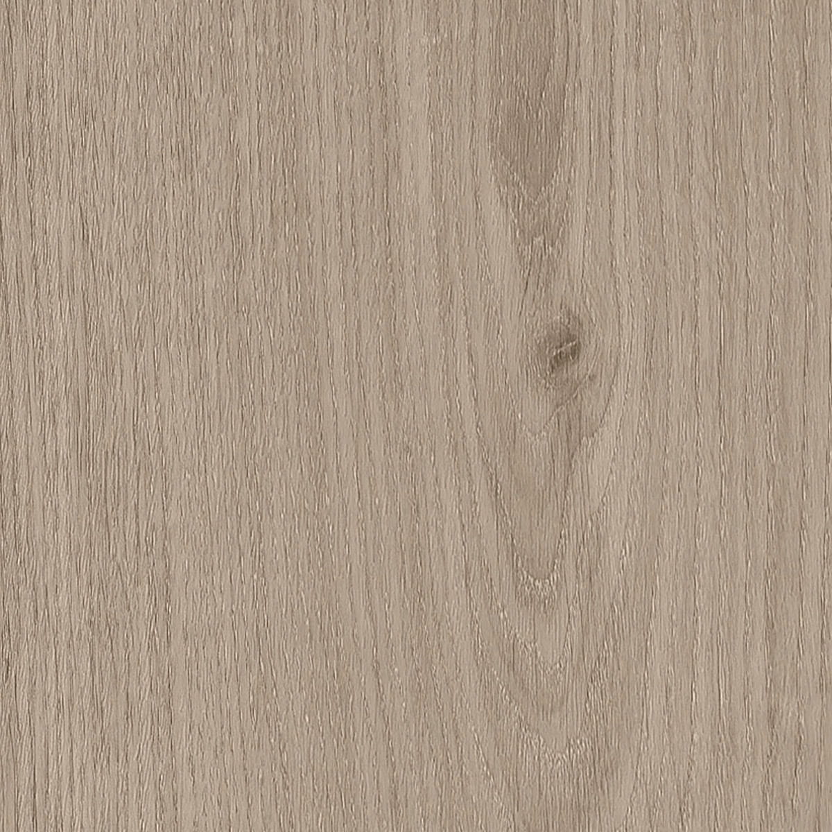 Sherwood Oak - Shell macro shot