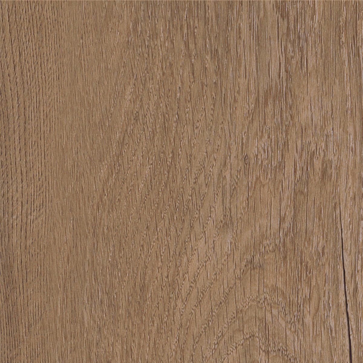 Royal Oak - Mocca macro shot