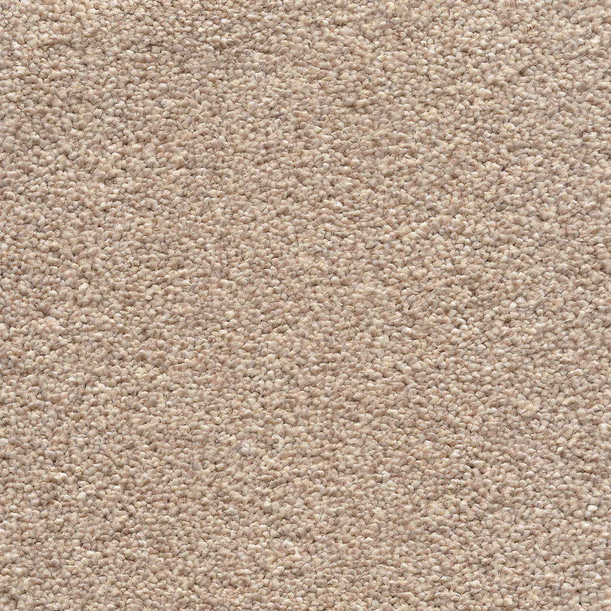 Canopus 30 - Cottonbud