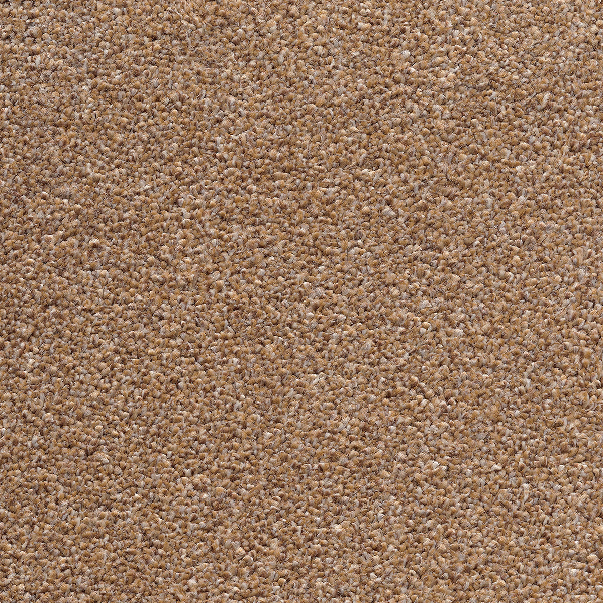 Canopus 30 - Cottonbud