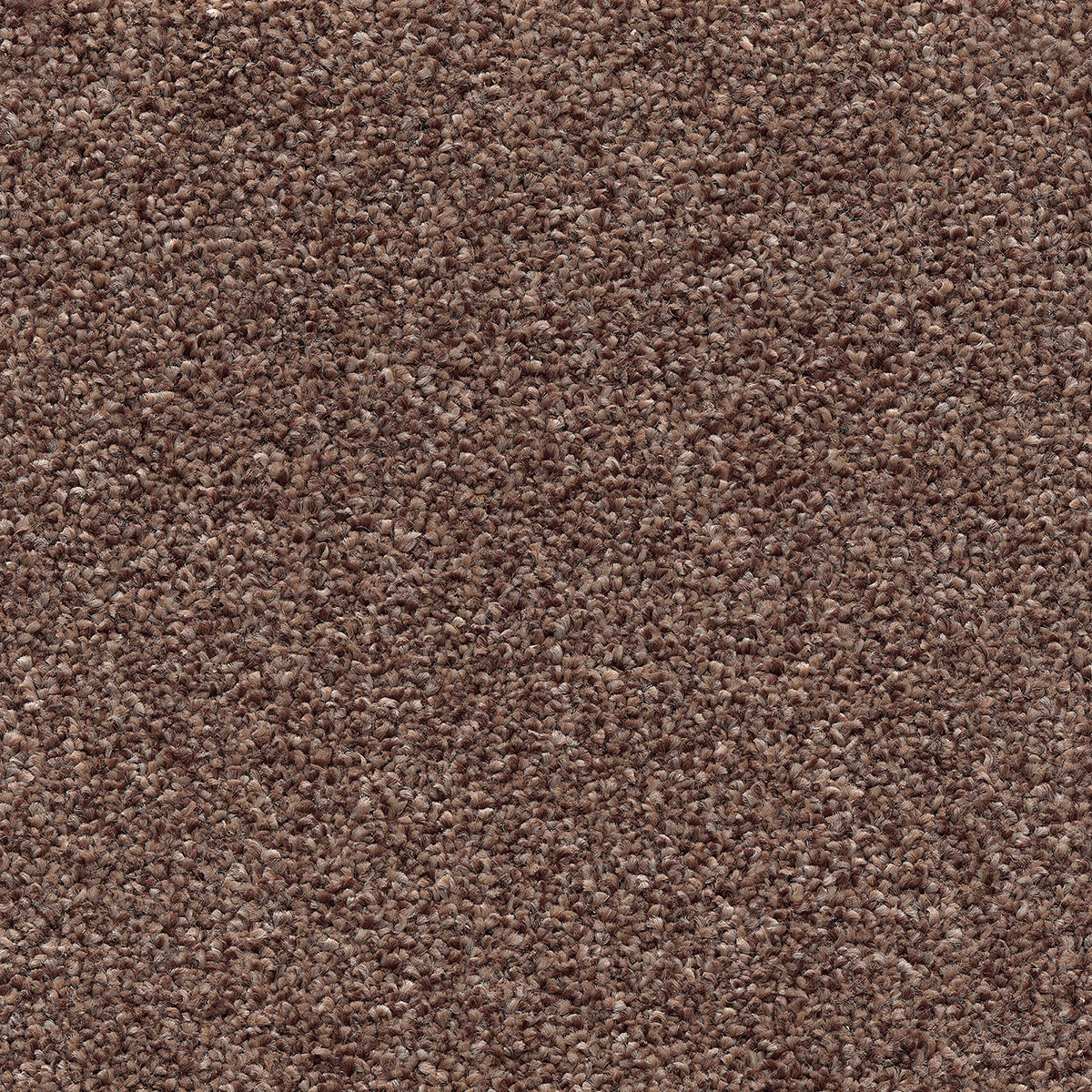 Canopus 30 - Cottonbud