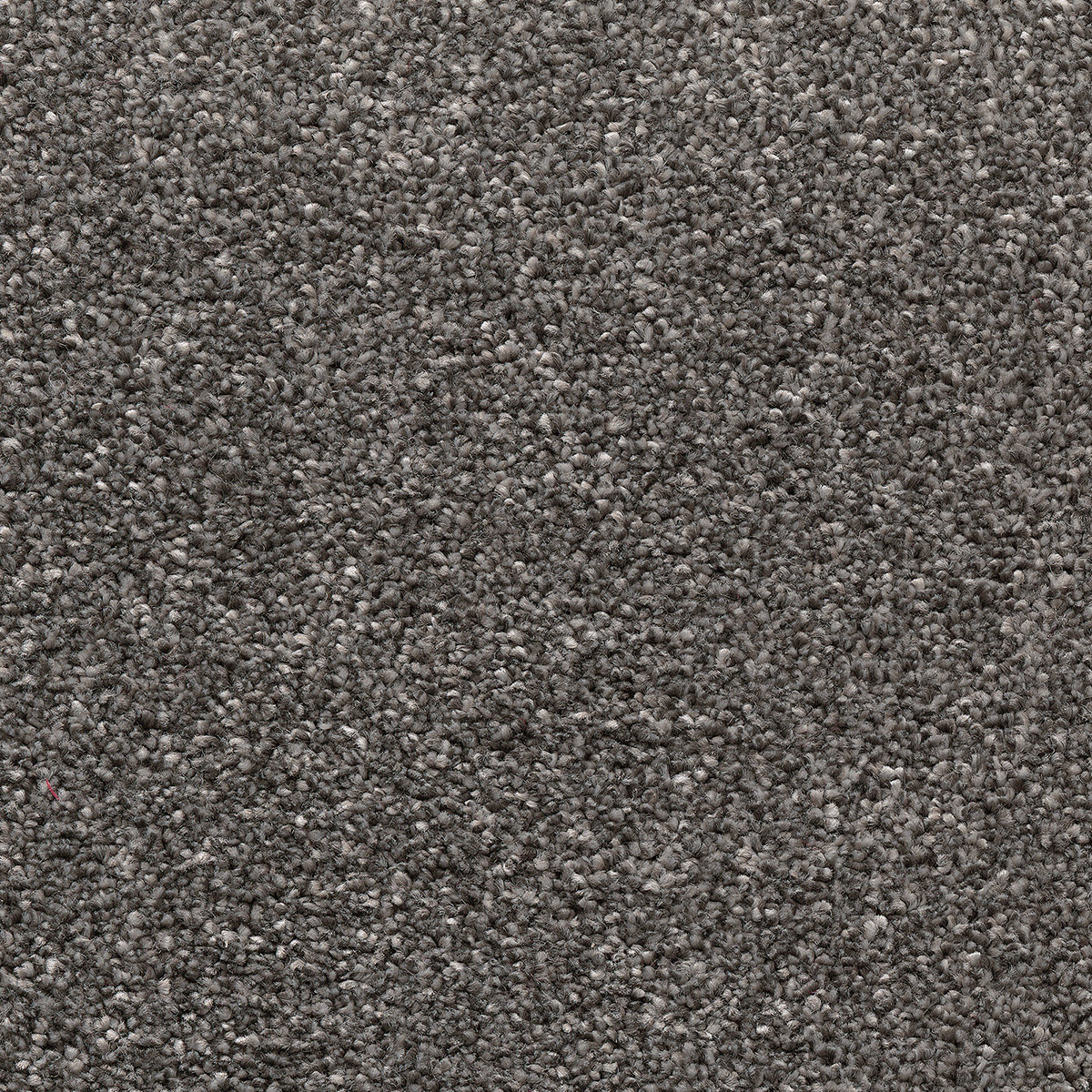 Canopus 30 - Cottonbud