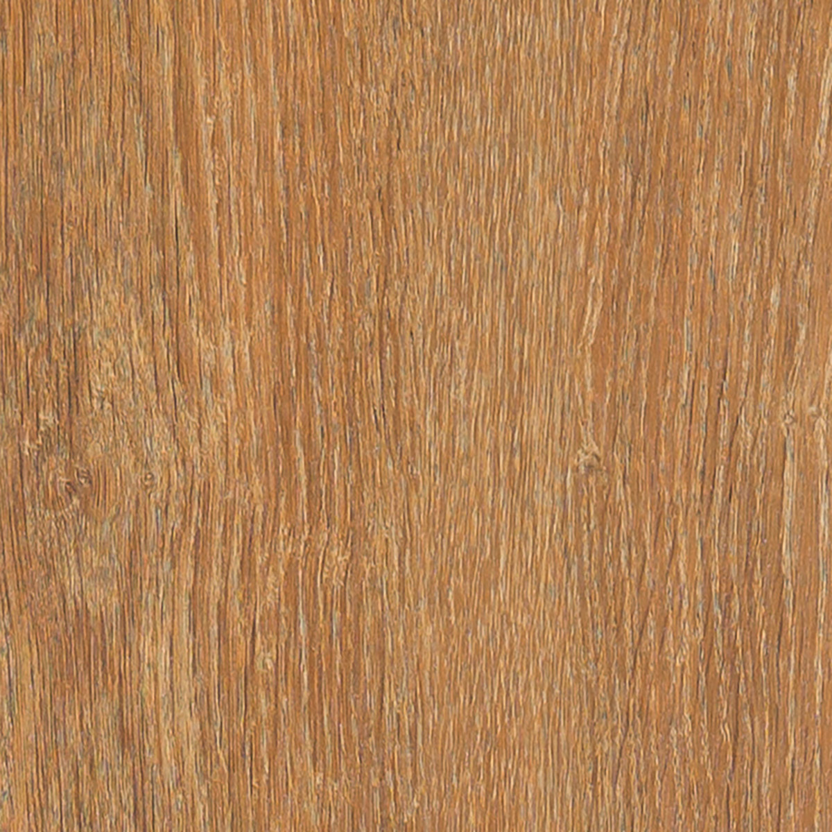 Cabin Oak - Kendal macro shot