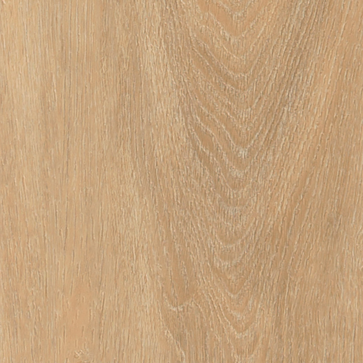 Majestic Oak - Playa