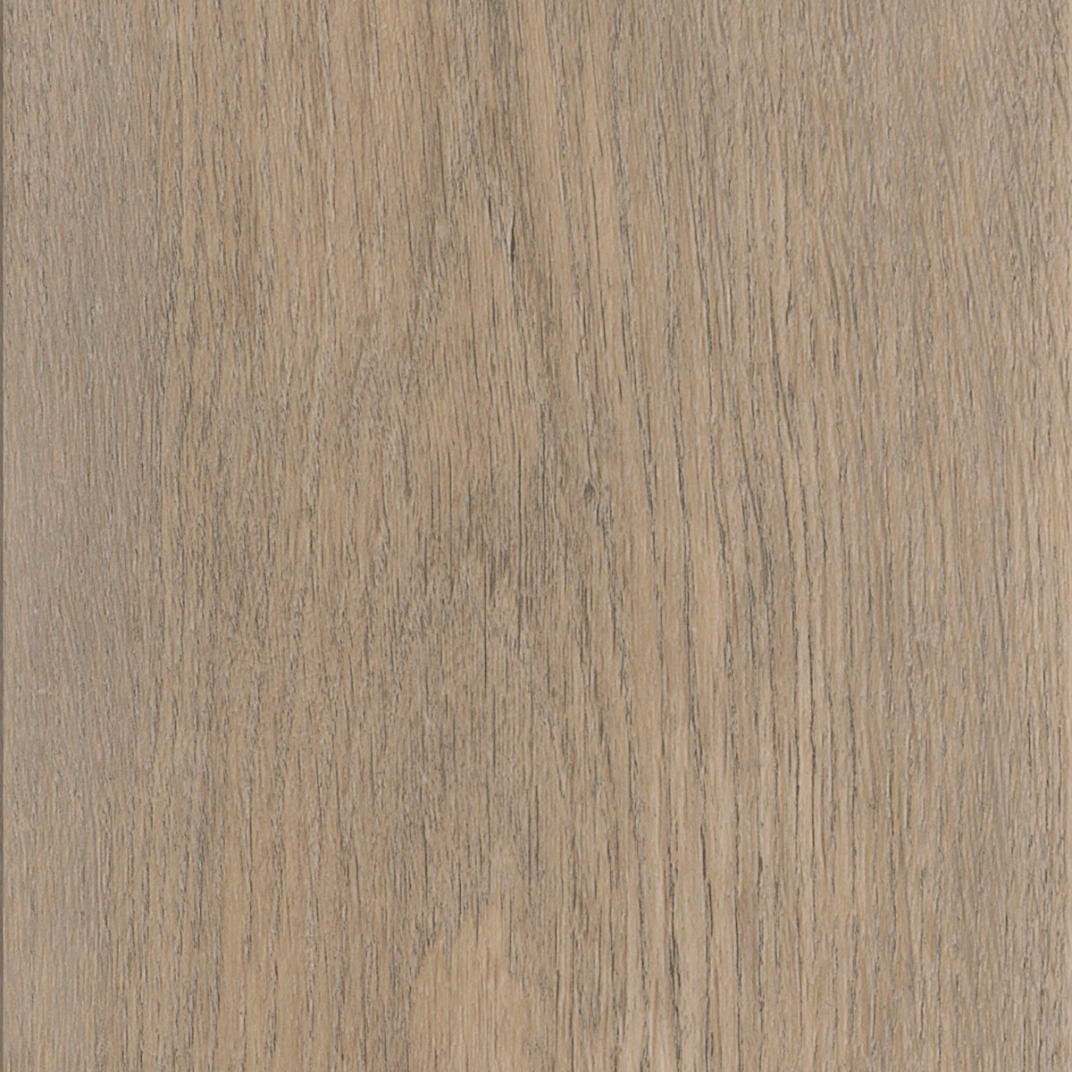 New England Oak - Dusk