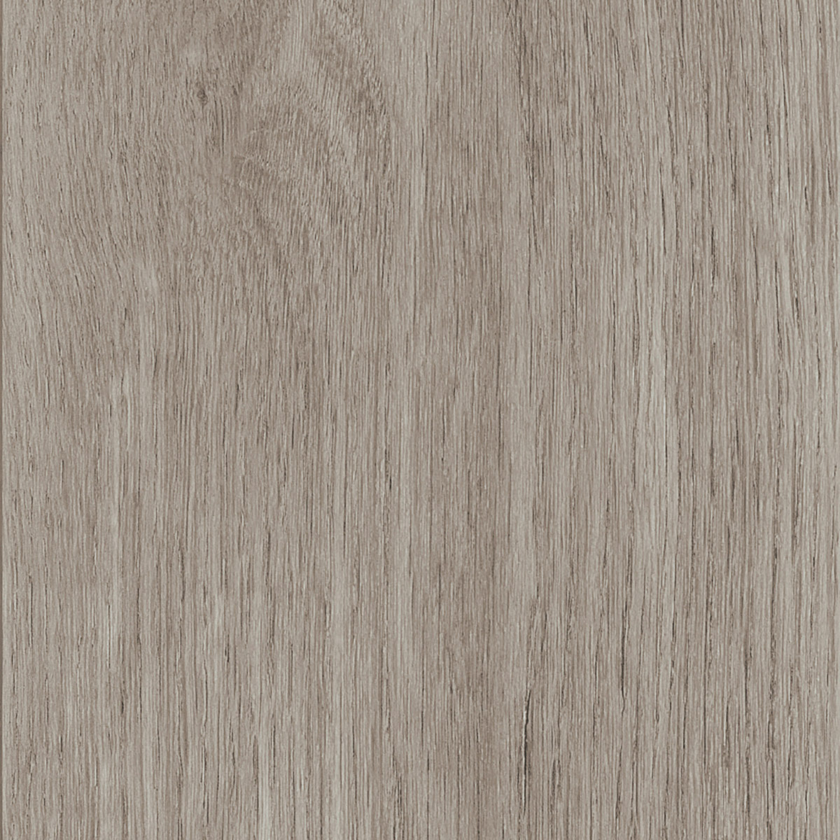 New England Oak - Dusk