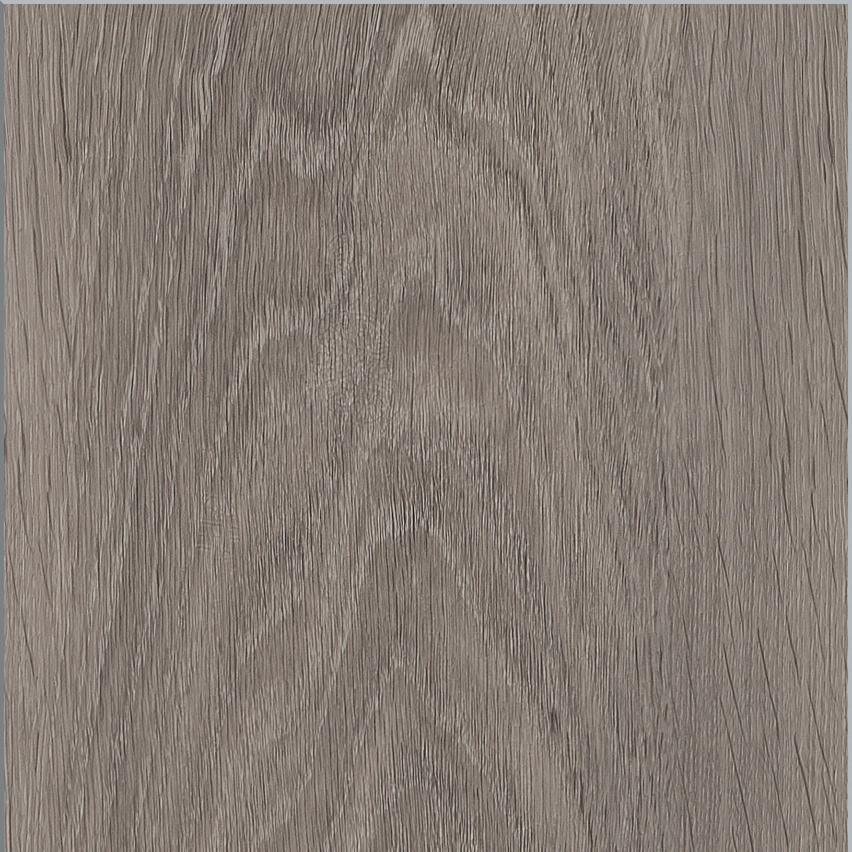 Silk Oak - Oat