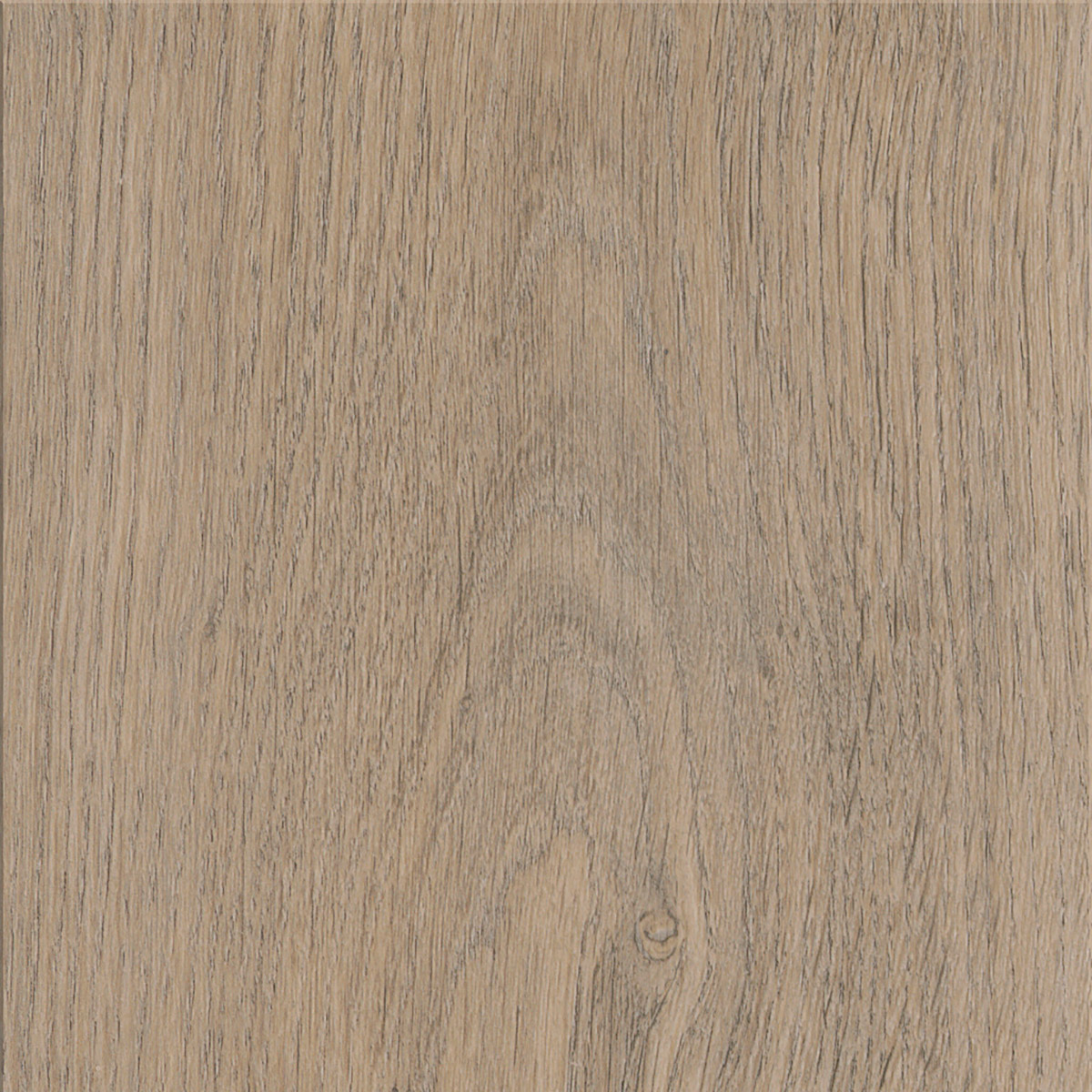 New England Oak - Dusk
